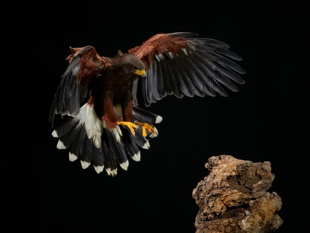 Harris Hawk Landing by Jose A. Parra — canvas wall art