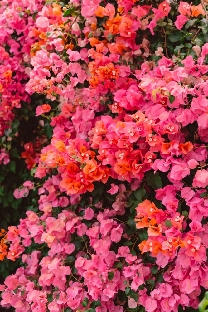 Vibrant Bougainvillea Blooms by Bethany Young — canvas wall art
