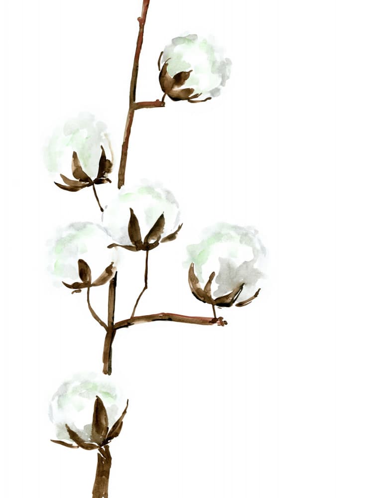 Delicate Cotton Branches by Rosana Laiz Blursbyai — canvas wall art