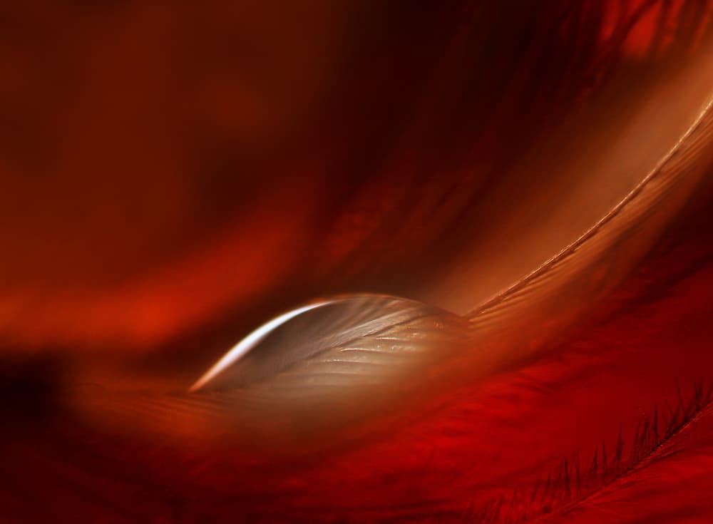 Delicate Red Feather by Jutta Kerber — canvas wall art