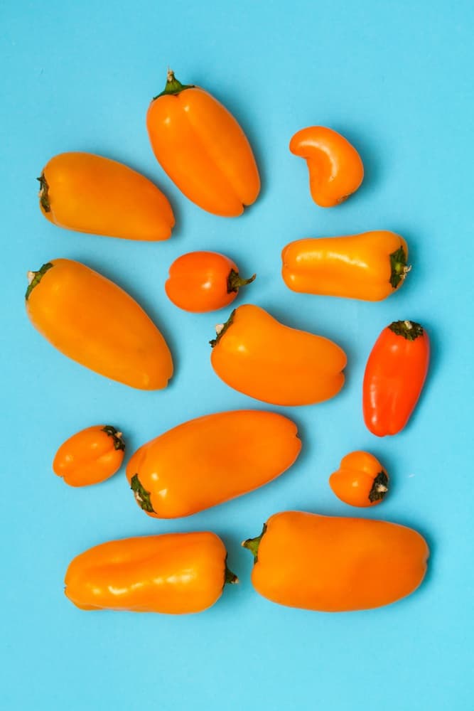 Bright Orange Peppers Blue by Sarah Saratonina — canvas wall art