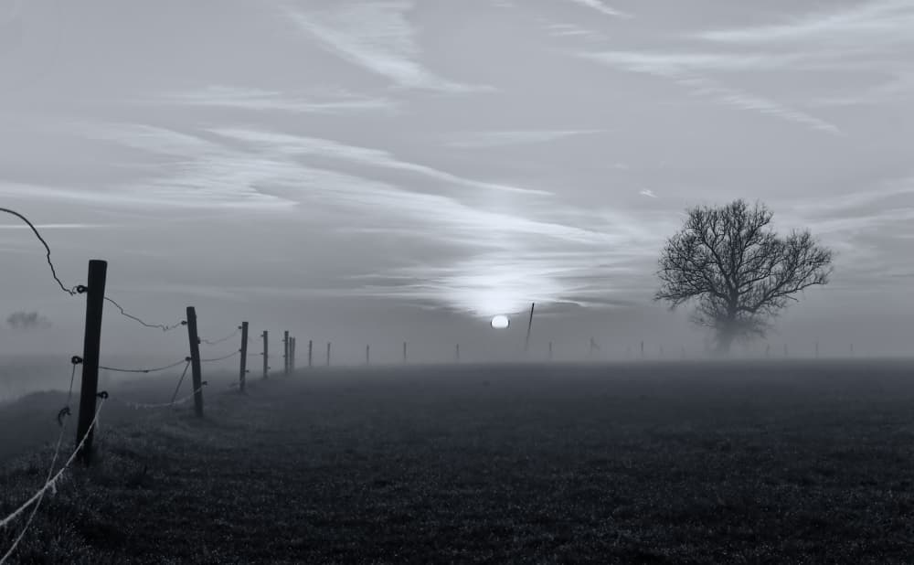 Lone Tree Foggy Sunrise by Jacob Tuinenga — canvas wall art