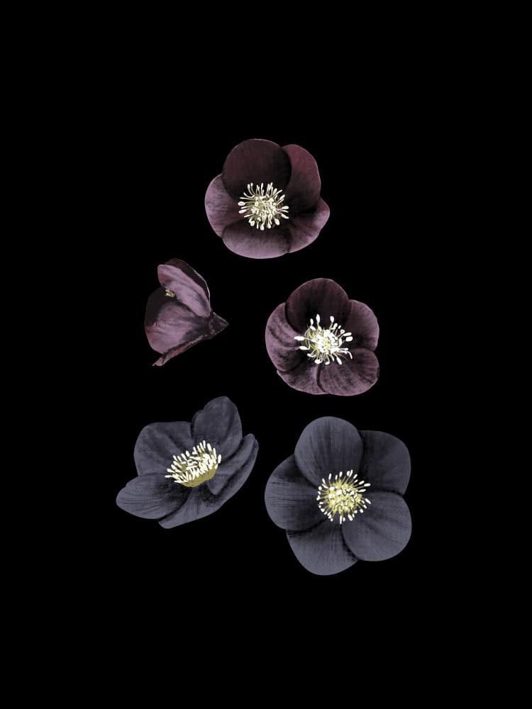 Dark Flowers Black by Anis Illustration — canvas wall art