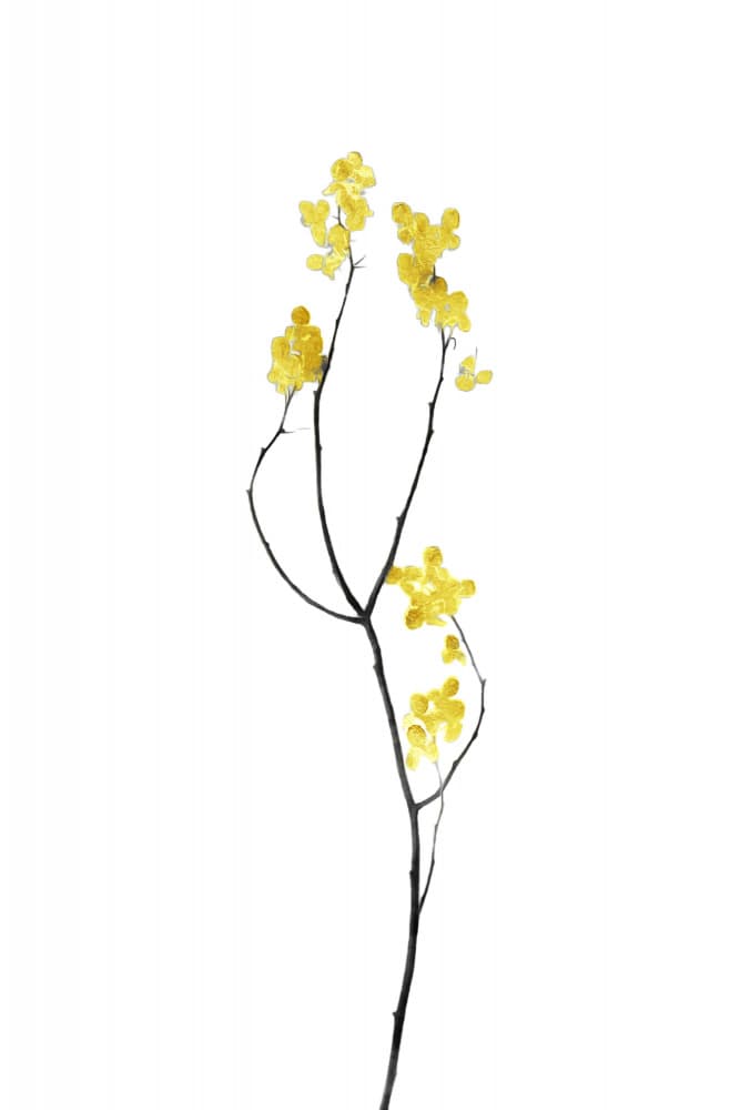 Golden Yellow Botanical Branch by amini54 — canvas wall art