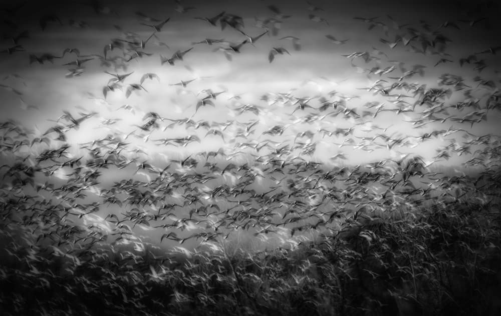 Birds In Motion by Xiaobing Tian — canvas wall art