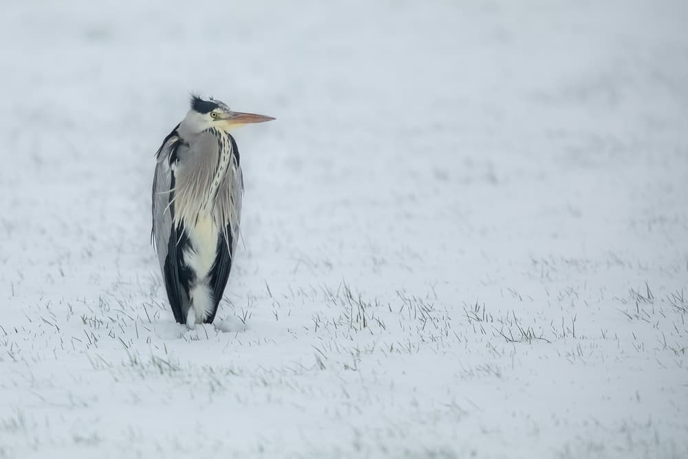 Winter Heron Serenity by Annie Keizer — canvas wall art