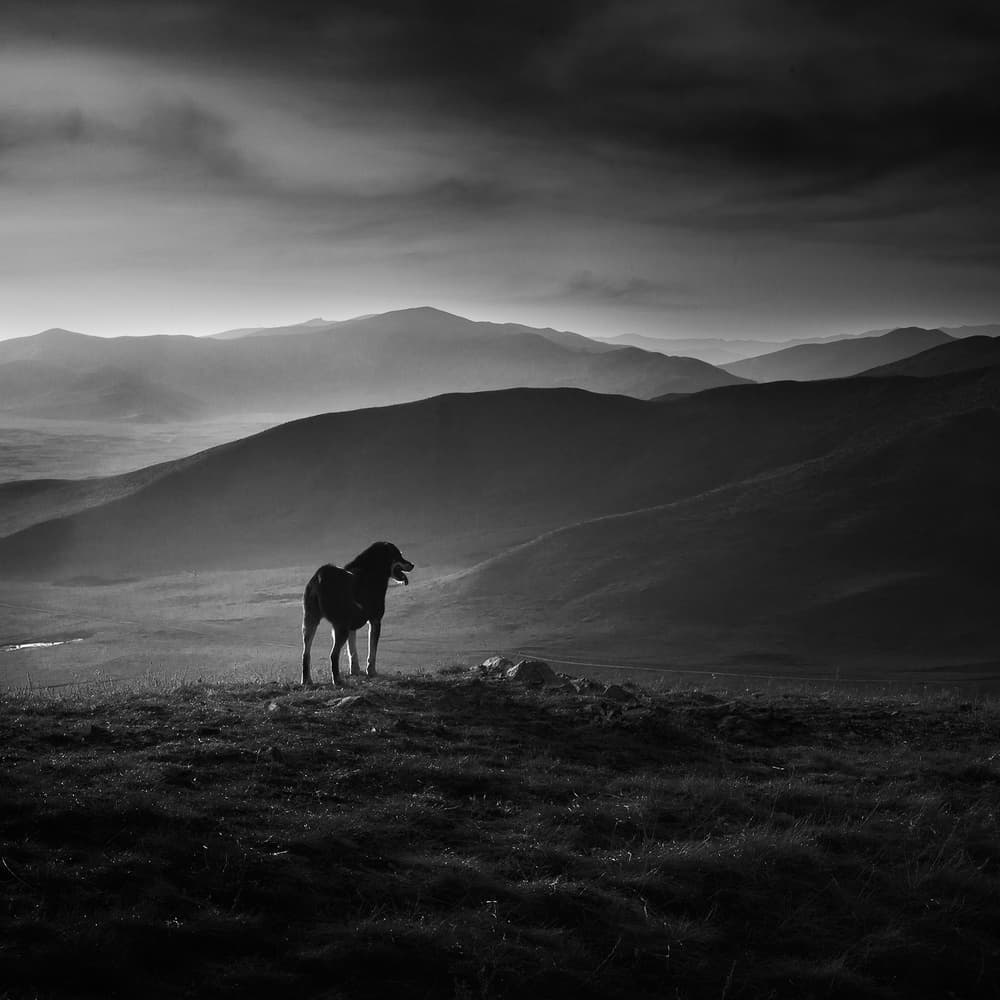 Solitary Mountain Dog by Shu-Guang Yang — canvas wall art