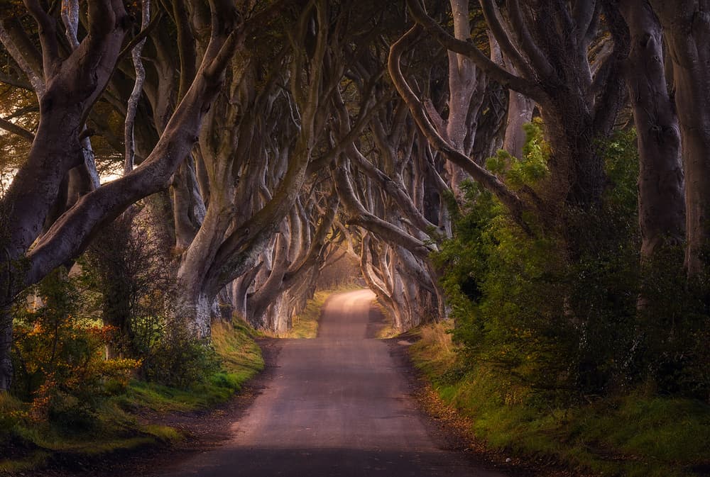 Mystical Tree Tunnel by Daniel Gastager — canvas wall art