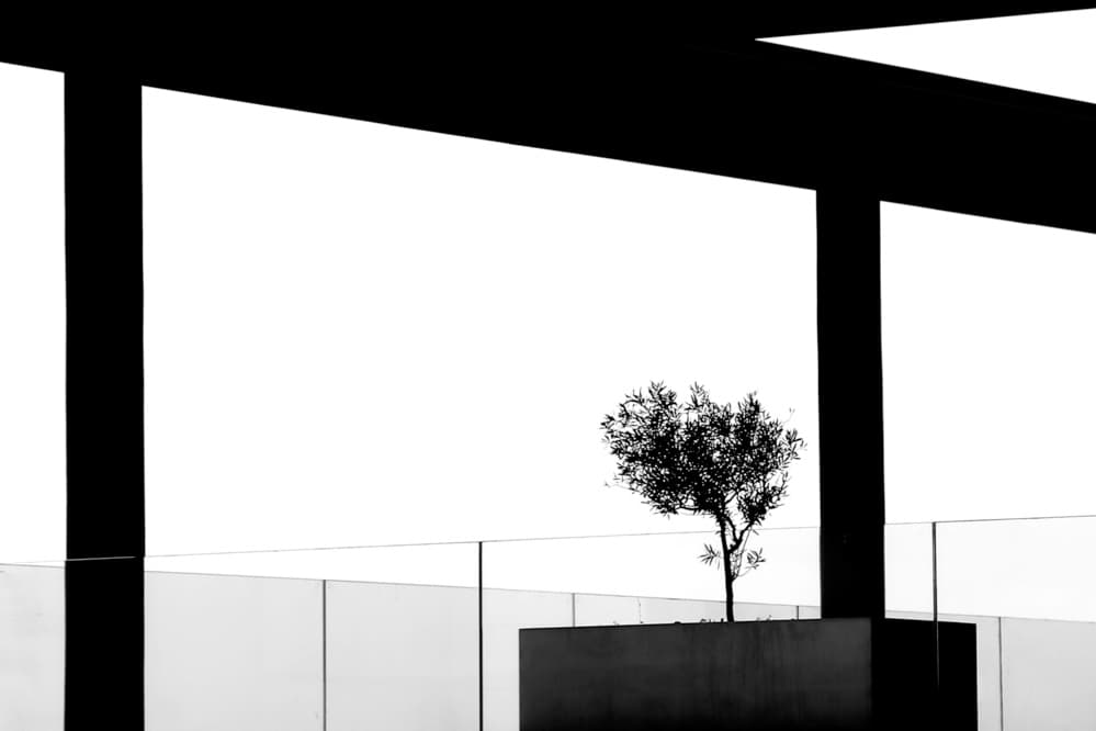 Framed Olive Tree by Paulo Medeiros — canvas wall art