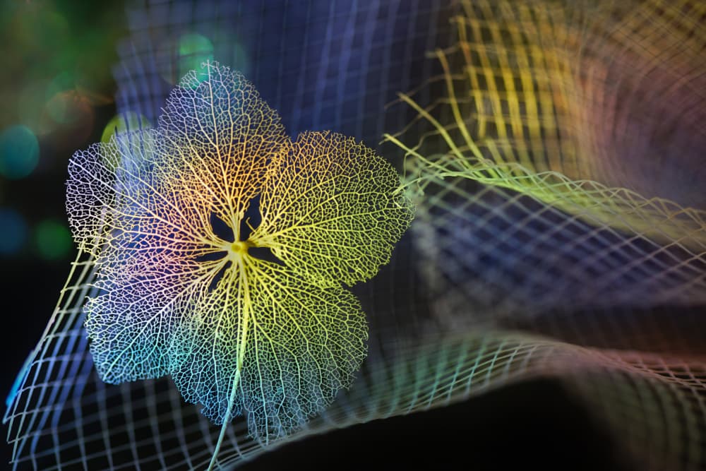Intricate Rainbow Flower by Shihya Kowatari — canvas wall art