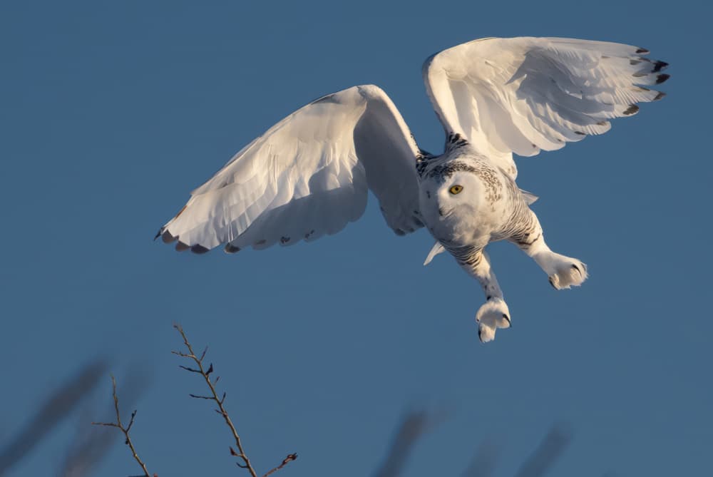 Majestic Snowy Owl Flight by Chao Feng 天馬 — canvas wall art
