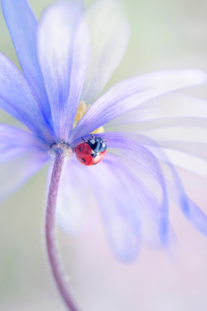 Dreamy Ladybug Flower by Jacky Parker — canvas wall art