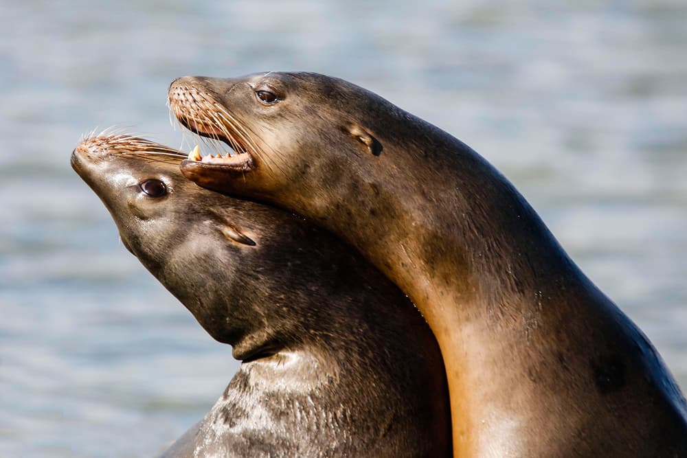 Playful Sea Lions by Shin Woo Ryu — canvas wall art