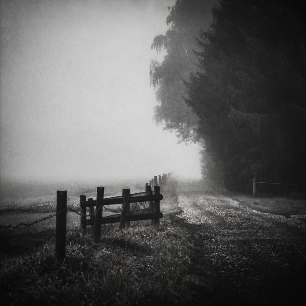 Foggy Forest Path by Renate Wasinger — canvas wall art