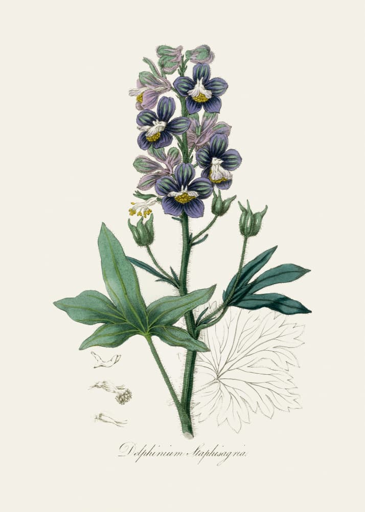 Delphinum Staphisagria Medical Botany by John Stephenson and James Morss Churchill — canvas wall art