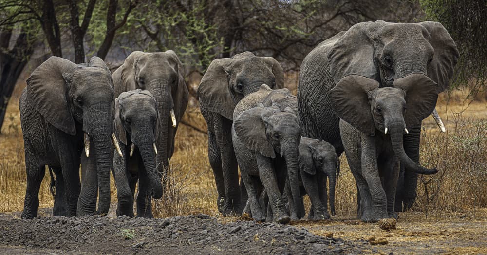 African Elephant Family by Jois Domont ( J.L.G.) — canvas wall art
