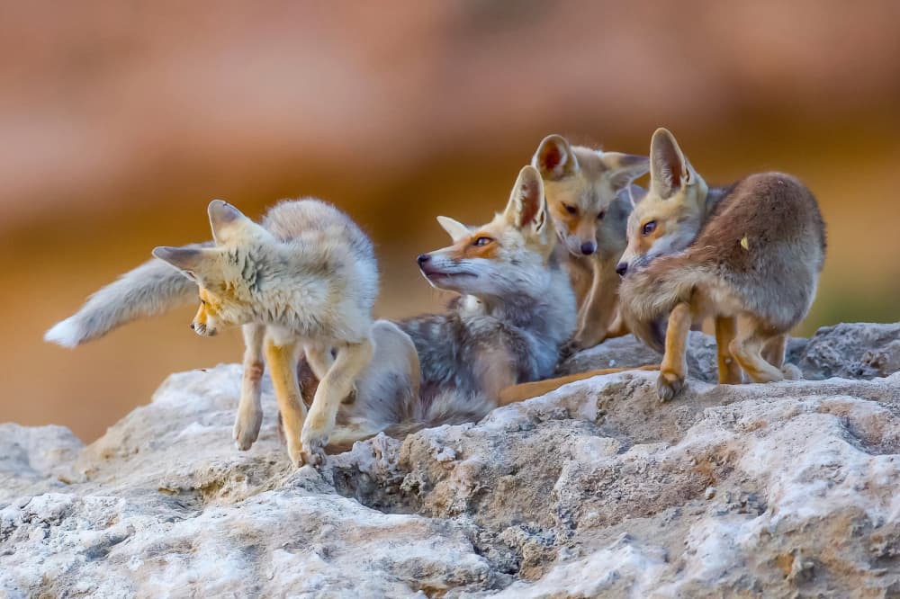 Fennec Fox Family by David Manusevich — canvas wall art