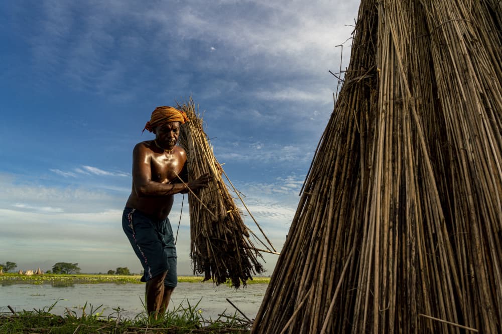 Working Jute Harvest by Rajarshi Bhattacharjee — canvas wall art