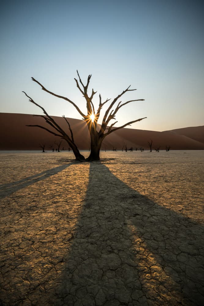 Golden Hour Desert Tree by Isam Telhami — canvas wall art