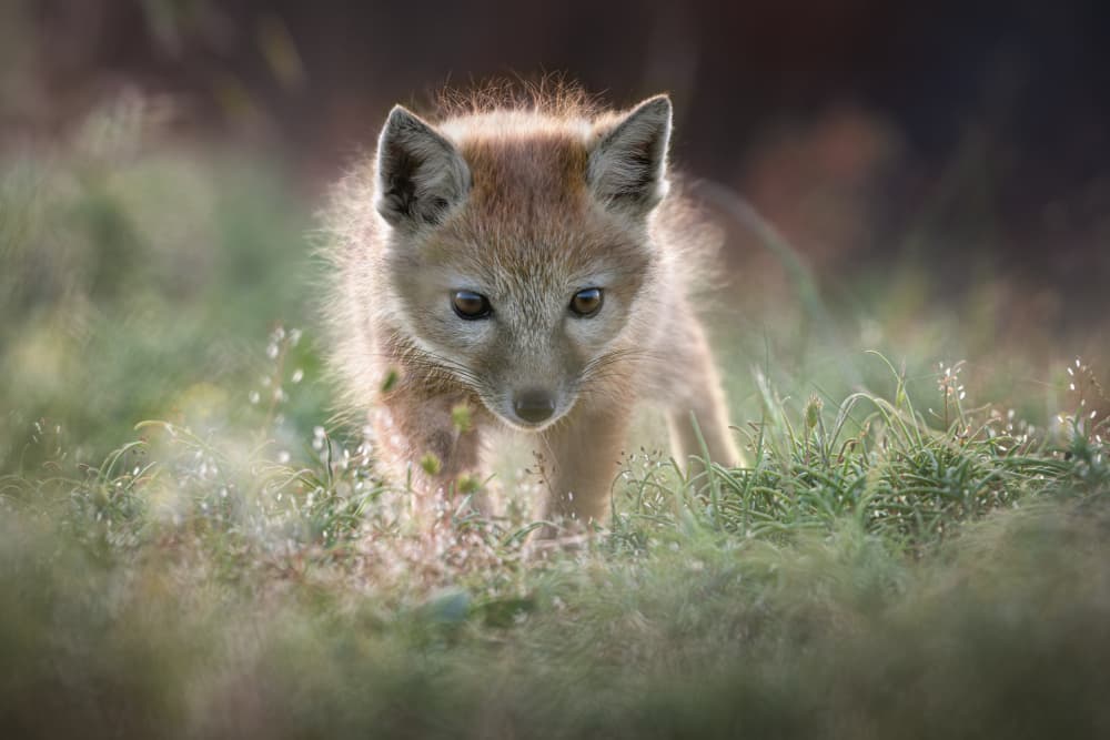Golden Fox Kit by Olga Rudchenko — canvas wall art