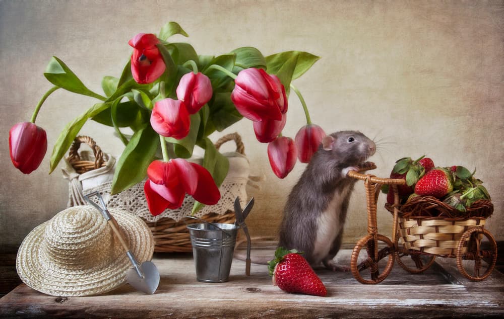 Whimsical Garden Rat by Eleonora Grigorjeva — canvas wall art