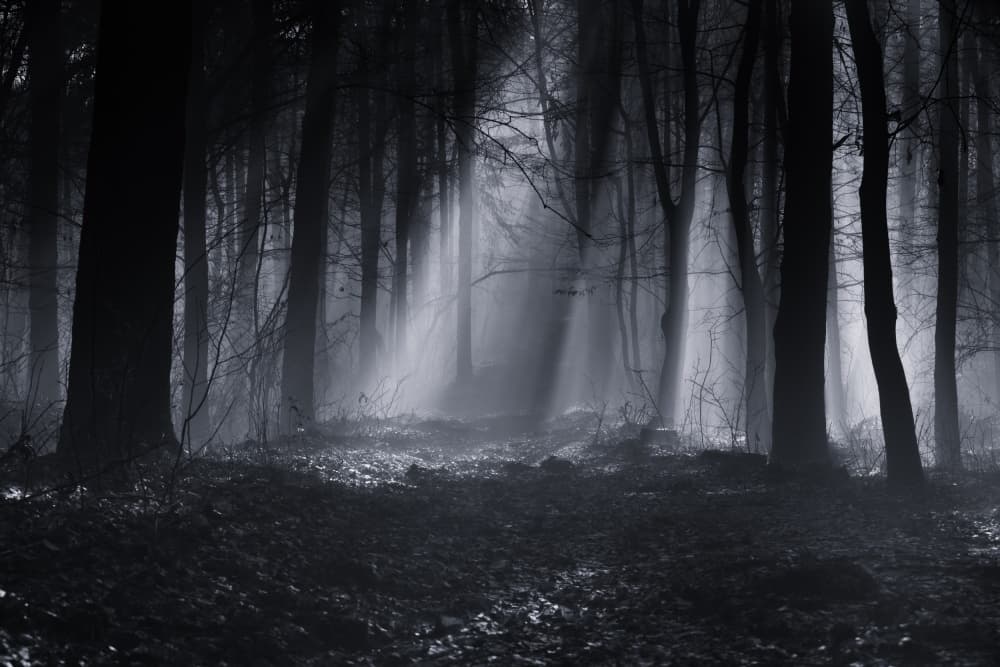 Mysterious Forest Path by Julien Oncete — canvas wall art