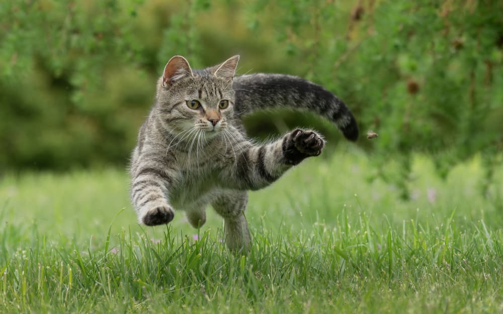 Leaping Tabby Cat by Damian Stopczynski — canvas wall art