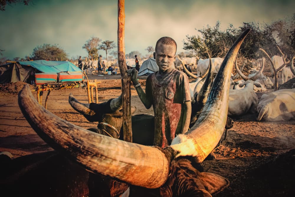 African Boy and Bull by Svetlin Yosifov — canvas wall art