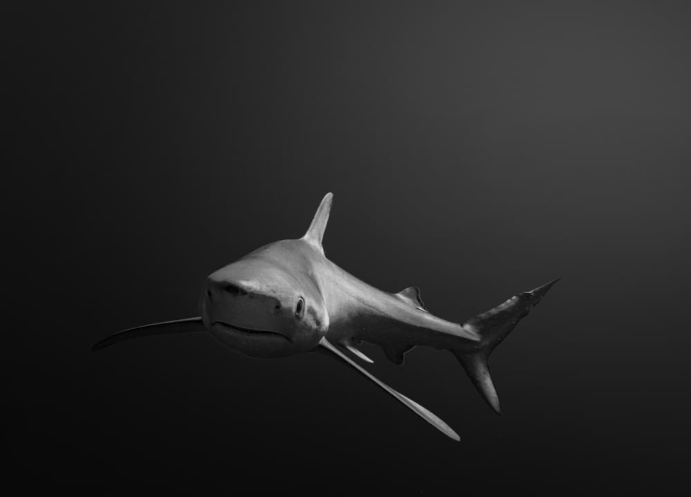 Deep Ocean Hunter by Fernando Abreu — canvas wall art