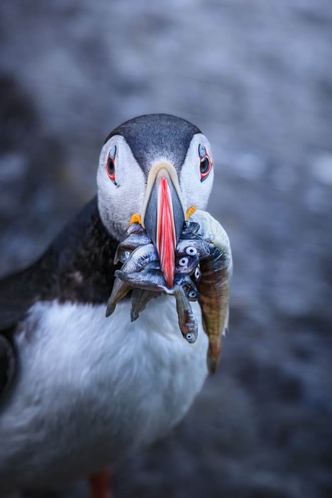Puffin's Fresh Catch by Magnus Renmyr — canvas wall art