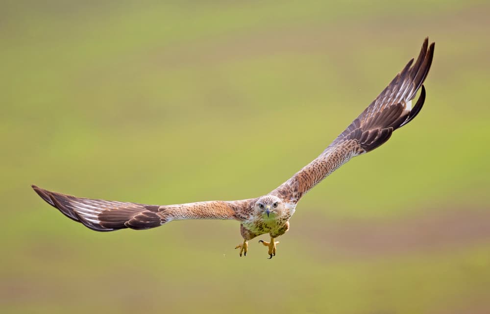 Keen-Eyed Hawk Flying by Shlomo Waldmann — canvas wall art