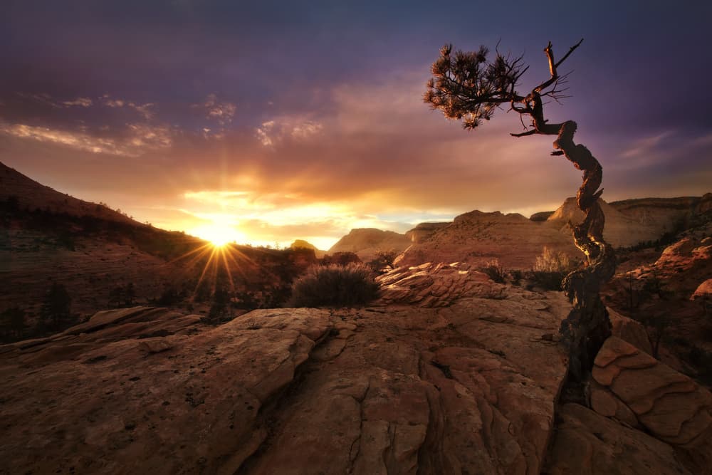 Twisted Desert Sunrise by Mirko Vecernik — canvas wall art