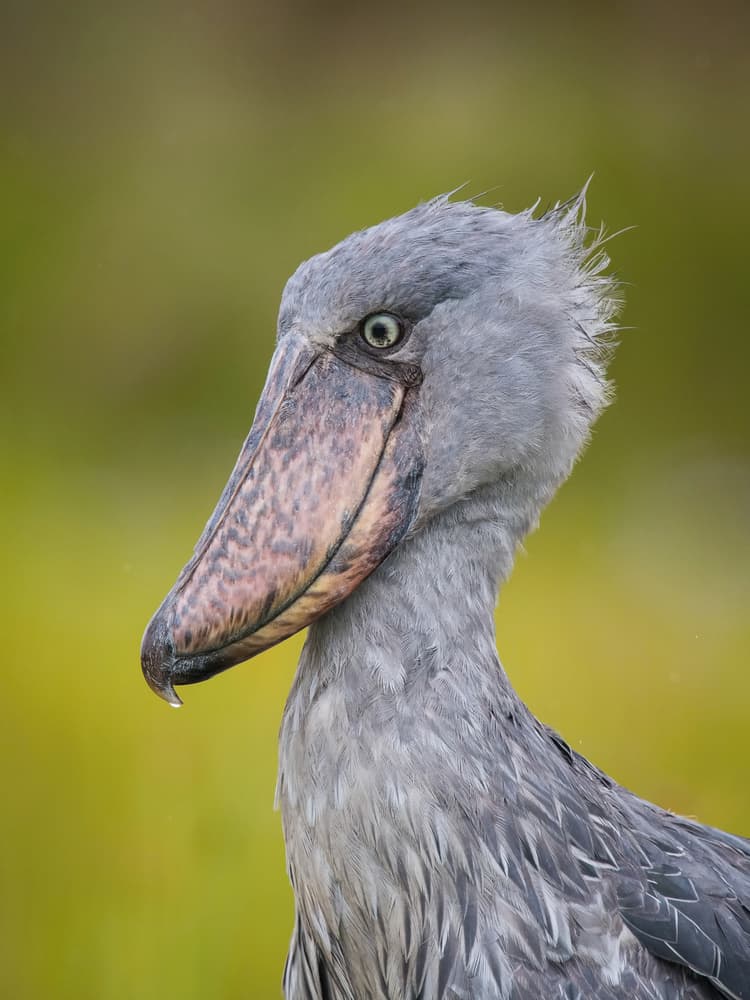 Prehistoric Shoebill Bird by Petr Simon — canvas wall art