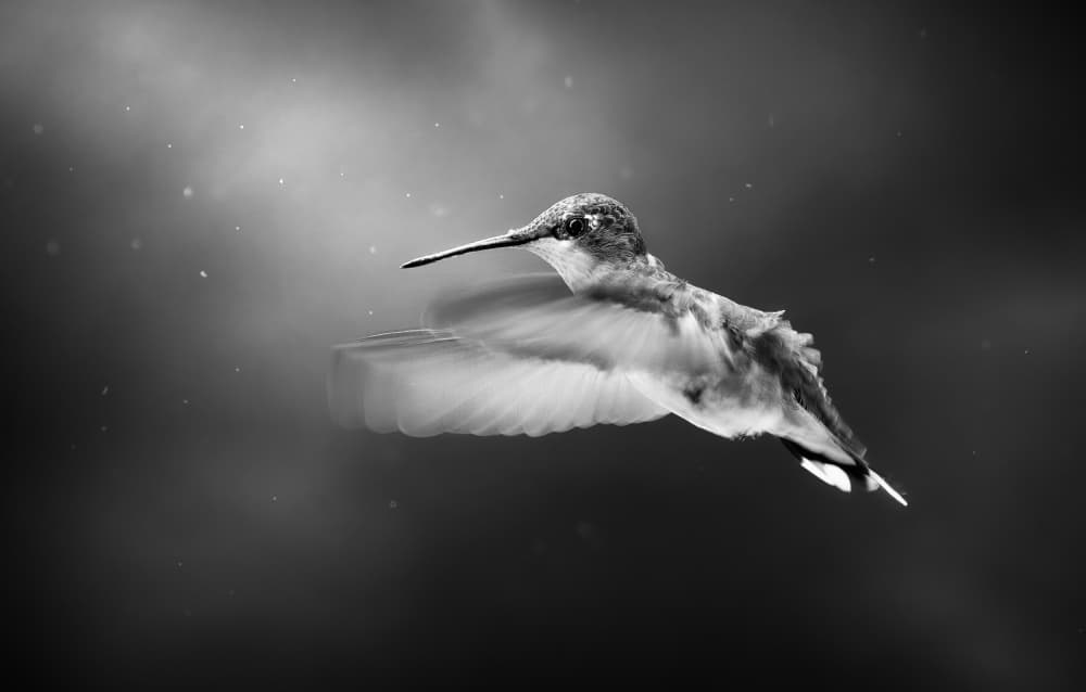 Hummingbird In Flight by Atul Saluja — canvas wall art