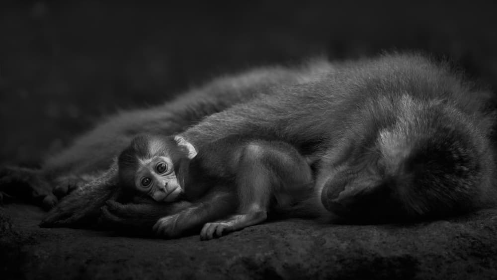 Baby Monkey's Gentle Rest by Kaisyakuji Yushi — canvas wall art