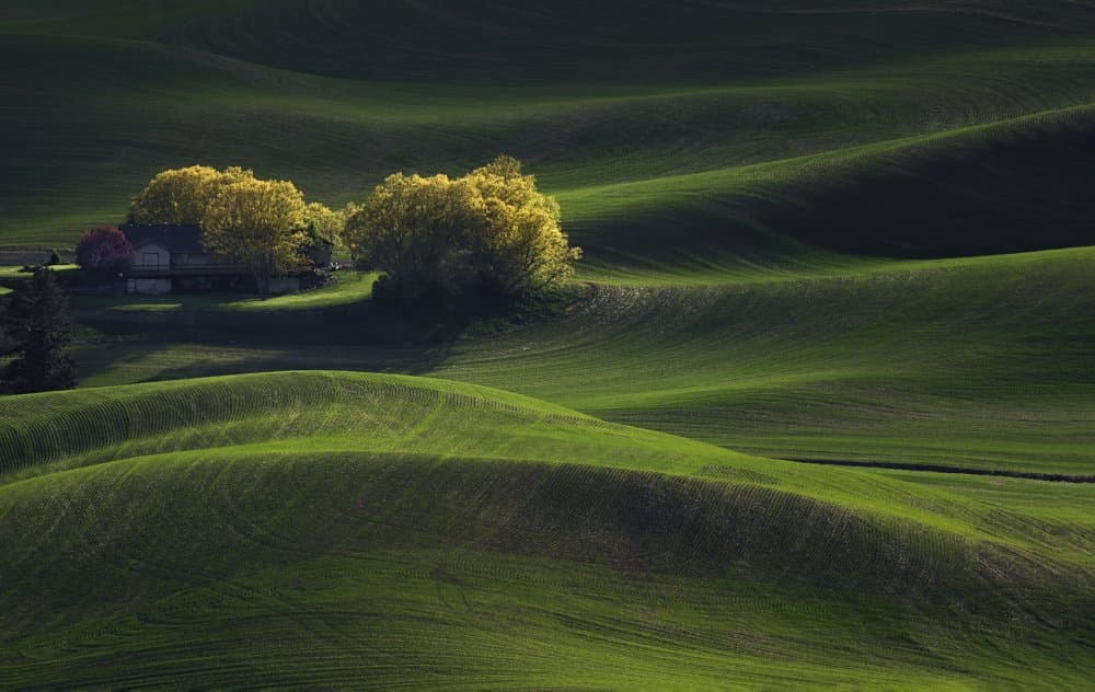 Sunlit Rolling Green Fields by Leechee Z — canvas wall art
