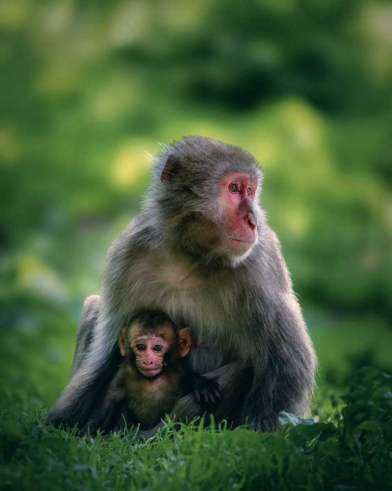 Gentle Monkey Family by Michaela Firešová — canvas wall art