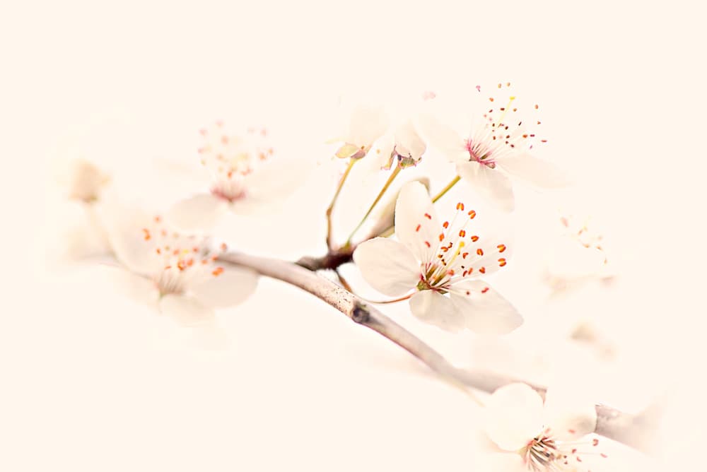 Delicate Spring Bloom by Jacky Parker — canvas wall art