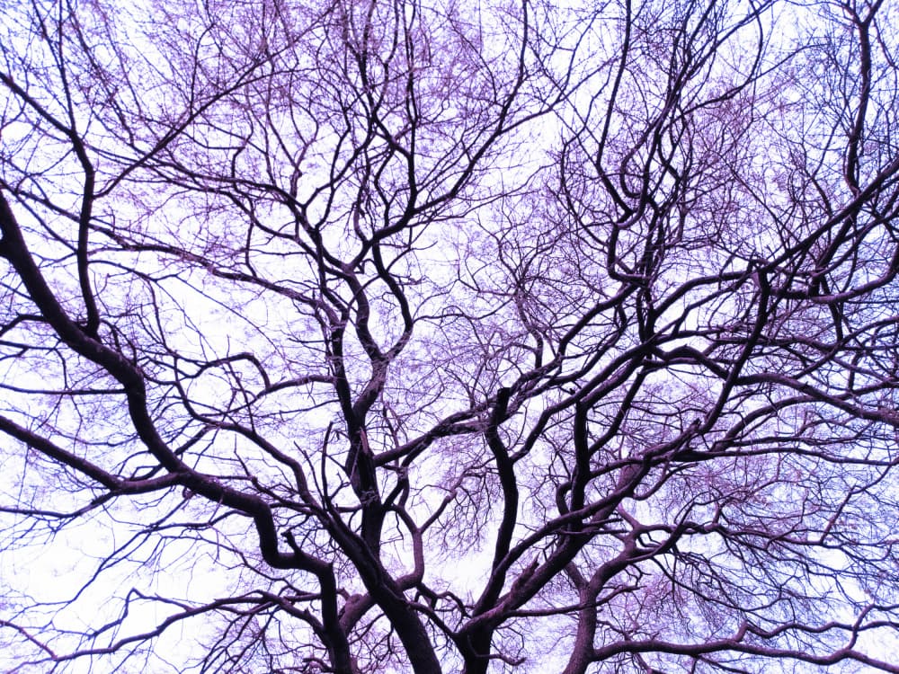 Purple Winter Branches by Santhosh ch — canvas wall art