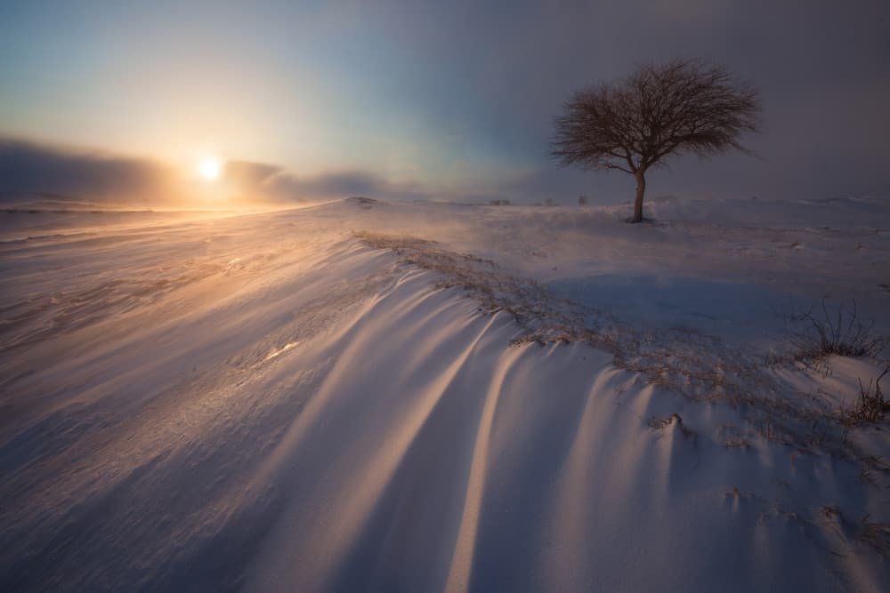 Golden Winter Tree by 850051077 — canvas wall art