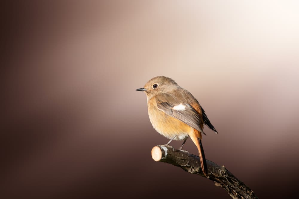 Perched Redstart Bird by Takashi Suzuki — canvas wall art