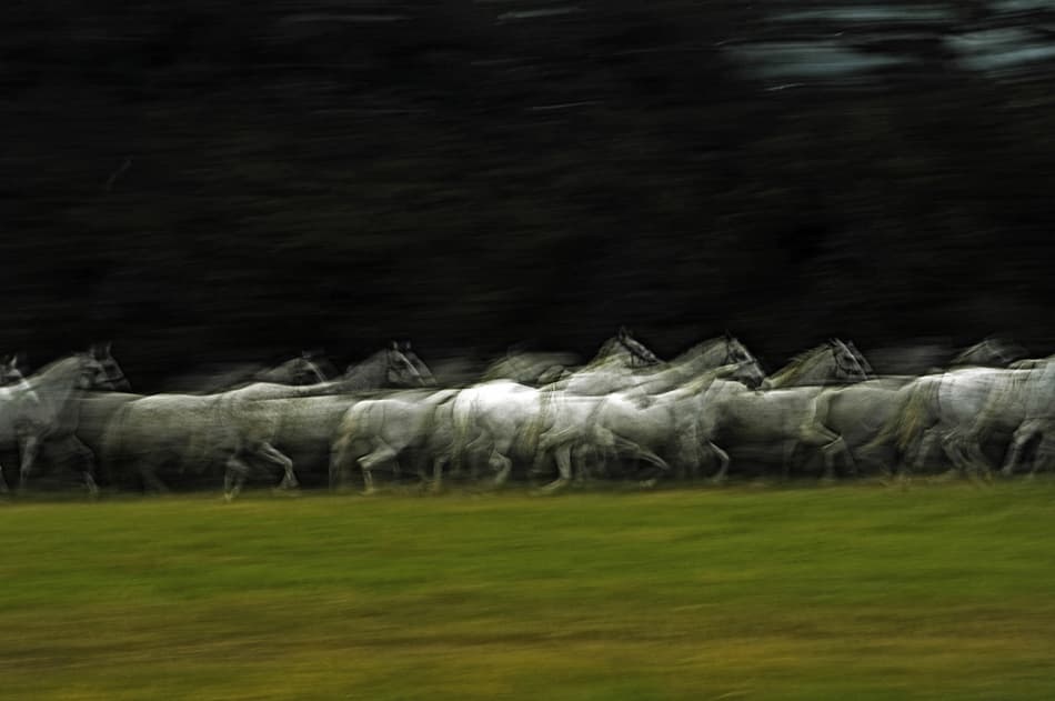 Blurred Horses Running by Milan Malovrh — canvas wall art