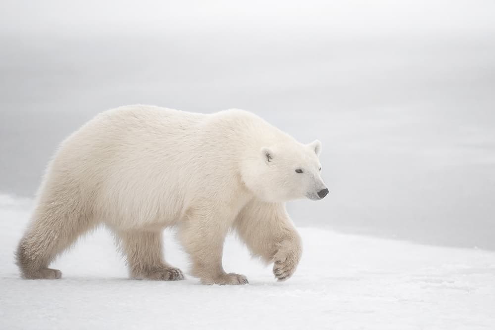 Walking Polar Bear by Marco Pozzi — canvas wall art