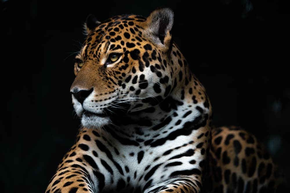 Intense Jaguar Gaze by Yuya.T — canvas wall art