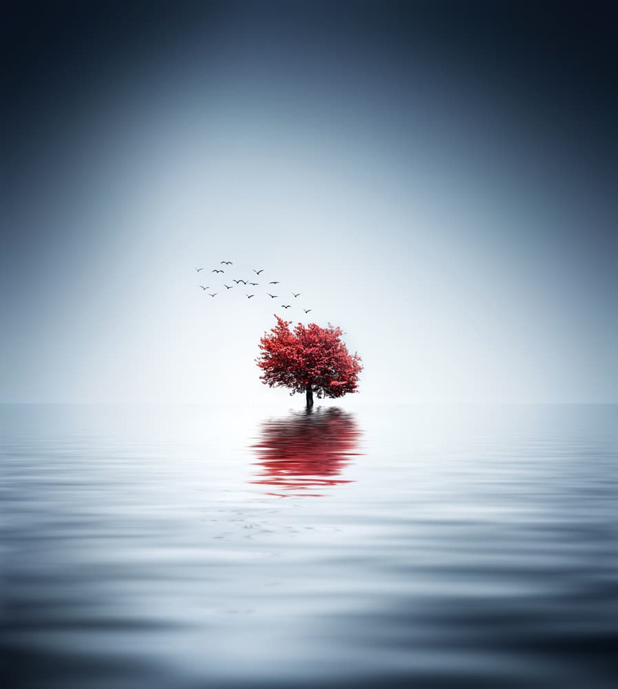 Red Tree Calm Reflection by Bess Hamiti — canvas wall art