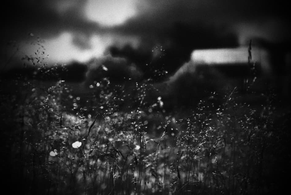 Moody Meadow Bloom by Codrin Lupei — canvas wall art