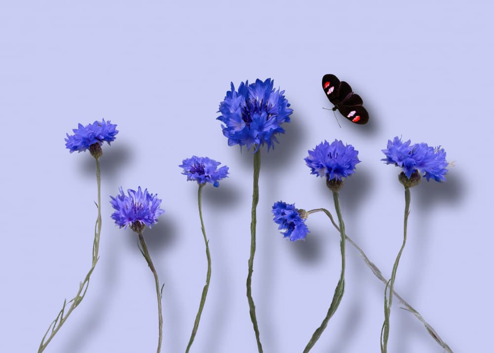 Blue Cornflowers and Butterfly by DonnaHom APA — canvas wall art