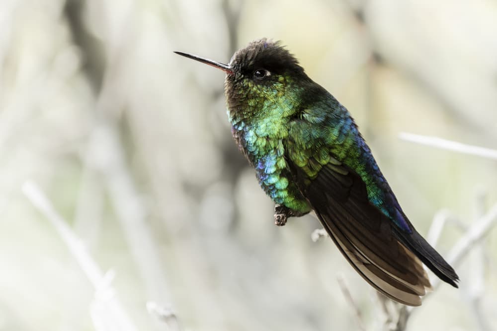 Emerald Green Hummingbird by Caroline Wirtz — canvas wall art