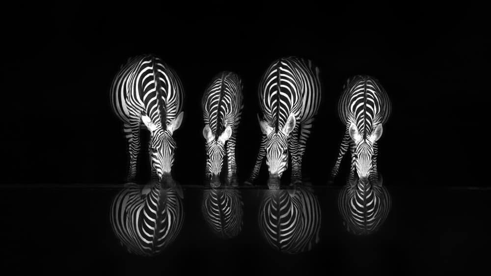 Reflected Zebras Drinking by Jie Fischer — canvas wall art
