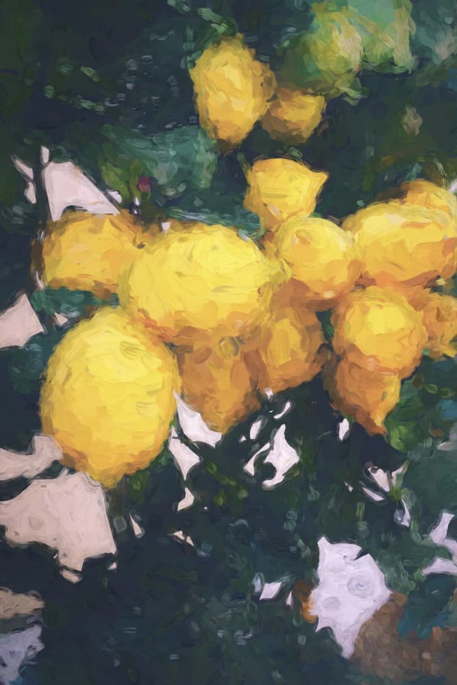 Bright Yellow Lemons by Talitha McQueen — canvas wall art